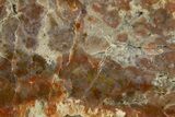 Polished Dinosaur Coprolite Nodule Section - Utah #307962-1